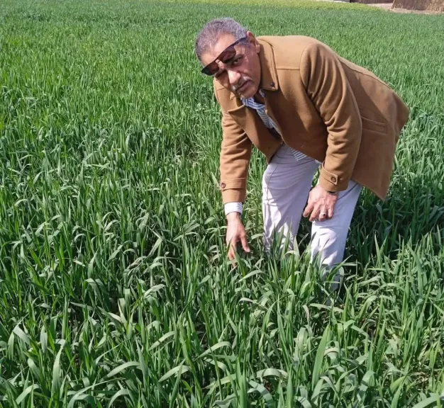 وكيل زراعة سوهاج: الالتزام الإرشادي يرفع كفاءة زراعات القمح
