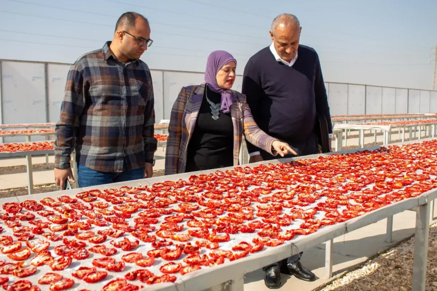 ”الزراعة” تنظم ورشة عمل بالأقصر لدعم منتجي ومصدري الطماطم