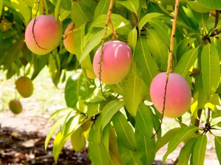 كيف تتأثر المحاصيل بالتقلبات المناخية؟