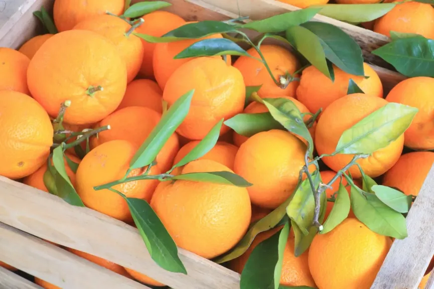 تراجع مفاجئ في الطلب العالمي على البرتقالالمصري يربك مصدري الموالح