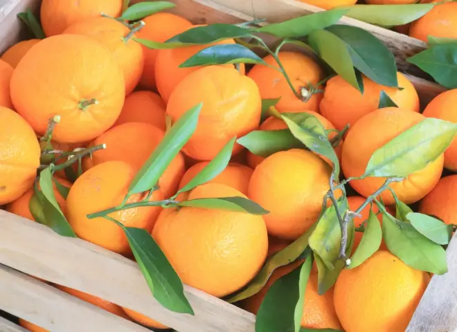 تراجع مفاجئ في الطلب العالمي على البرتقال المصري يربك مصدري الموالح