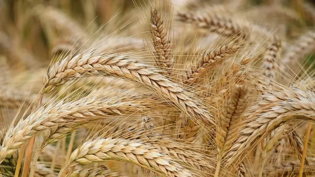 أرقام قياسية تنتظر حصاد القمح فى مصر