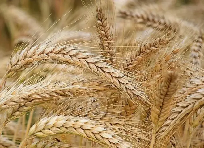 أرقام قياسية تنتظر حصاد القمح فى مصر