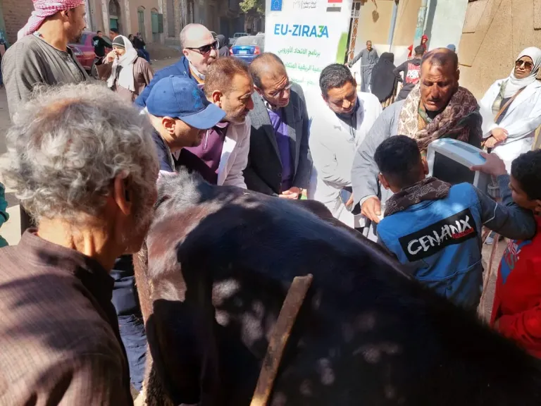 دعم مباشر للمربين.. قوافل بيطرية مجانية تعالج 1000 رأس ماشية بسوهاج