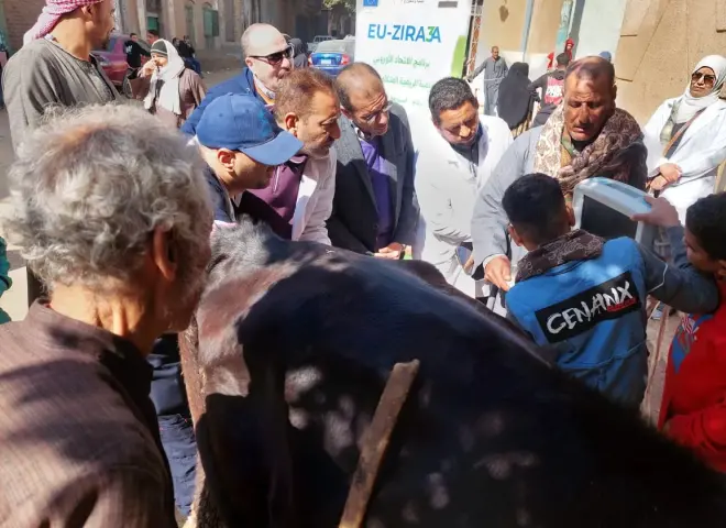 دعم مباشر للمربين.. قوافل بيطرية مجانية تعالج 1000 رأس ماشية بسوهاج