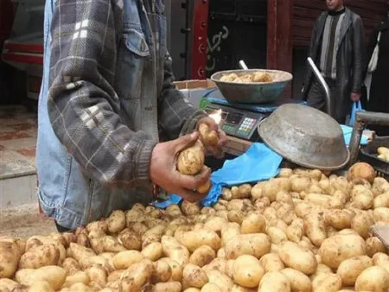 خبير زراعي يكشف توقعات أسعار البطاطس في رمضان