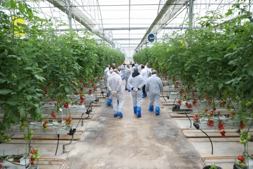 تقنيات وراثية جديدة لمواجهة فيروسات الصوب الزراعية