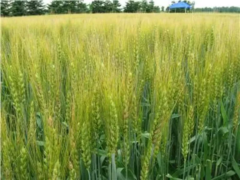 ناقوس خطر للمزارعين.. فروق درجات الحرارة تهدد القمح والبطاطس