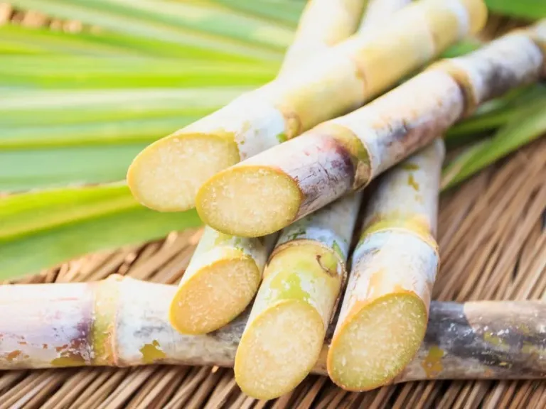 القابضة الغذائية: توريد 630 ألف طن قصب لمصانع ”السكر والصناعات التكاملية”