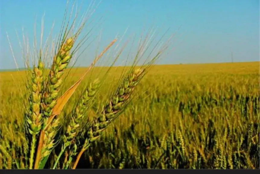بحوث القمح يوضح اهم المعاملات الزراعية قبل الحصاد