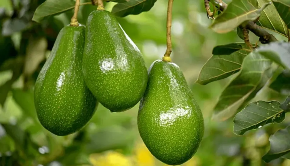 الحشرات تهدد محصول الأفوكادو الكيني