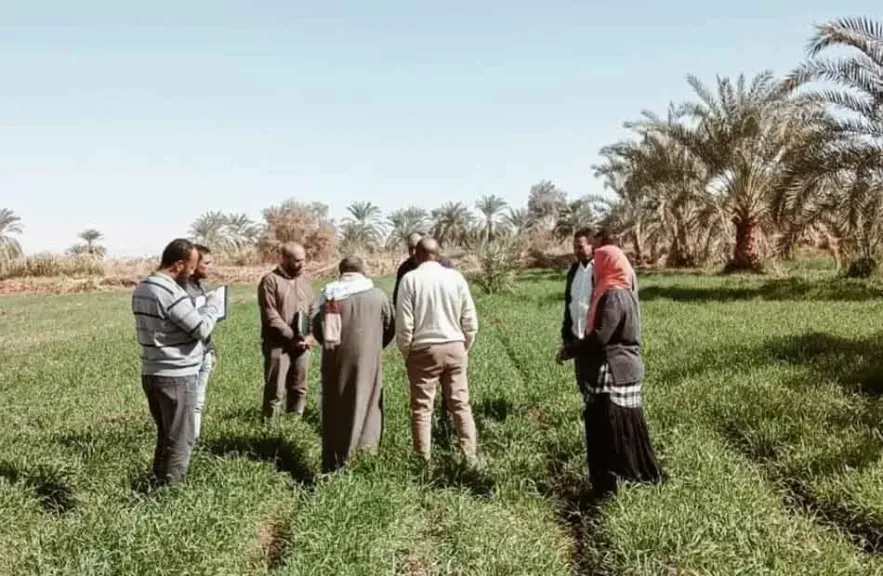 زراعة قنا تنفذ مدارس حقلية لدعم مزارعي القمح