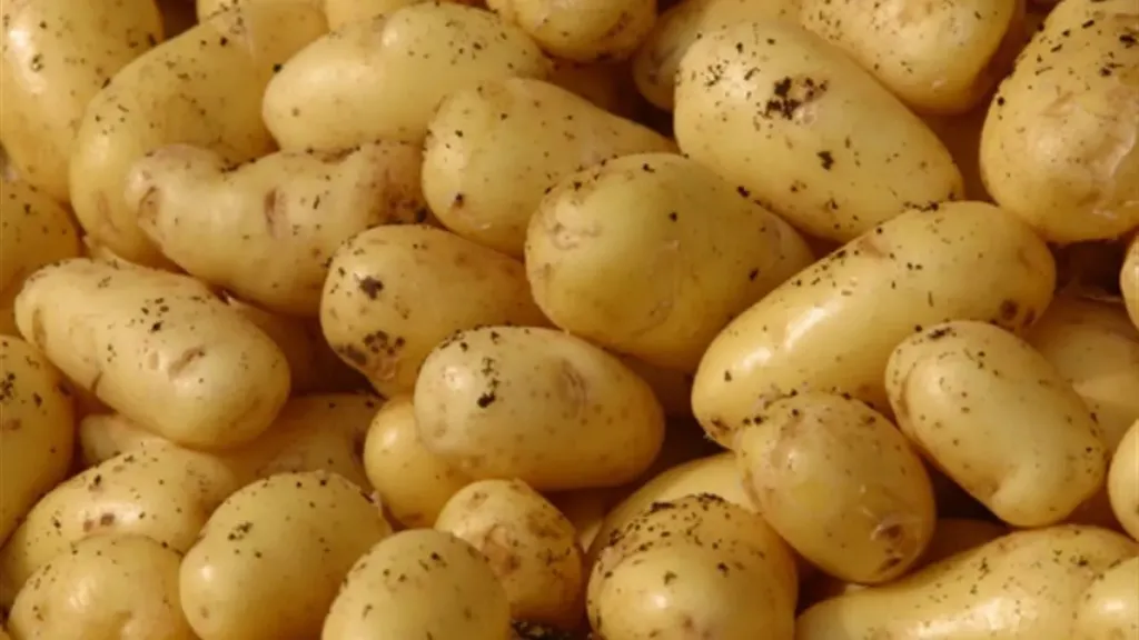 البطاطس المصرية تتقدم الصادرات.. جودة وإجراءات مشددة تفتح أسواقًا جديدة