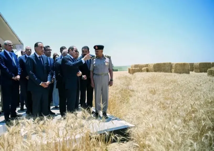 مصر تتصدر السيادة الغذائية بموسم زراعة القمح