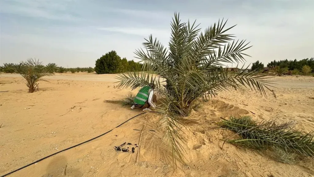 تعرف على تفاصيل مشروع وقف النخيل في الوادي الجديد