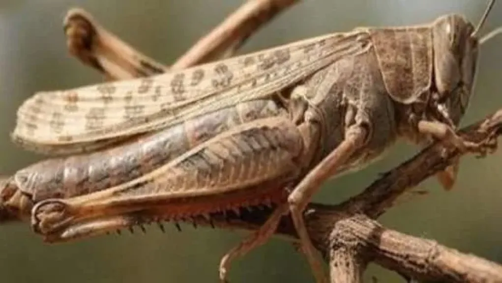 «الزراعة» تكشف حقيقة وجود الجراد الصحراوي في مصر