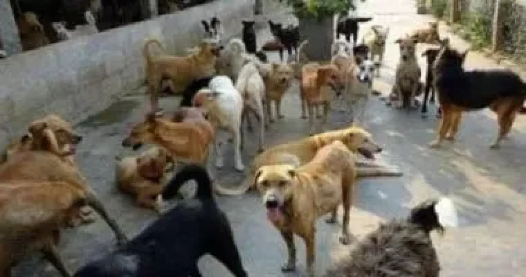 خبير بيطري يكشف: 400 ألف إصابة سنويًا من الكلاب الضالة