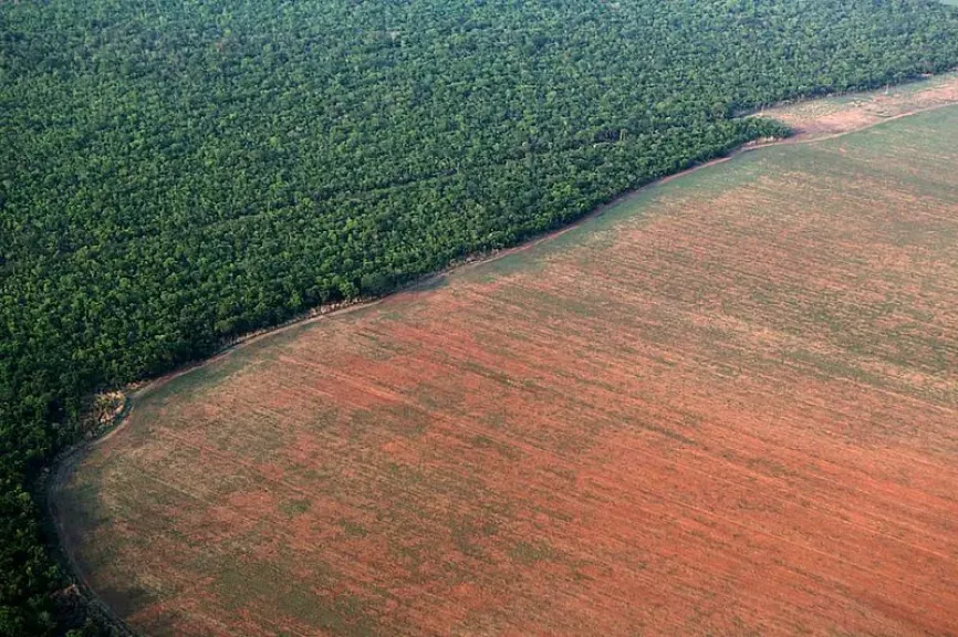 178 مليون طن محصول قياسي يهدد غابات الأمازون بالزوال