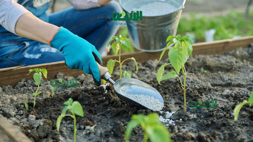 زراعة قنا تصرف 593 ألف شكارة سماد خلال الموسم الشتوي