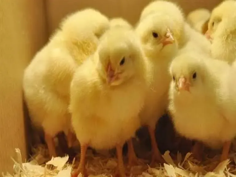 أسعار الكتاكيت في المزارع والشركات اليوم السبت 31 - 1 - 2026