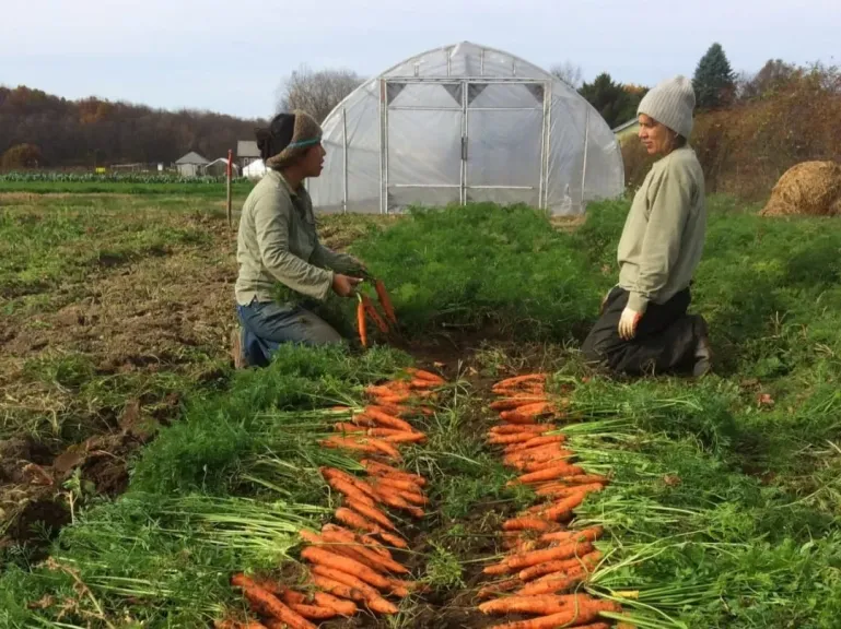 المعاملات الزراعية لمحصول الجزر لحمايته من التقلبات الجوية