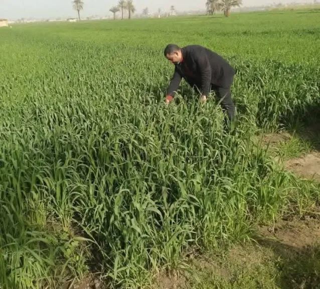 وكيل زراعة سوهاج يؤكد خلو القمح من الأصداء