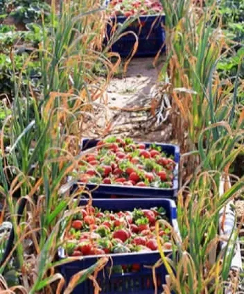 حصاد الفراولة يحول الإسماعيلية لعاصمة التصدير الزراعي