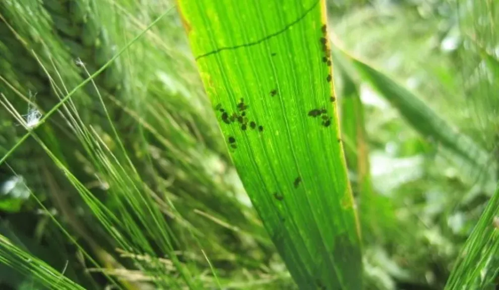 دليل المزارع لمواجهة المن في القمح