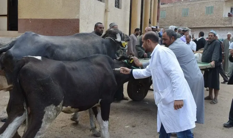 تحصين 64 ألف رأس ماشية ضد الحمى القلاعية بالمنيا