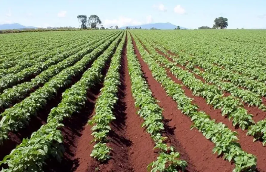 تحذيرات من خسائر محتملة بسبب التقلبات المناخية