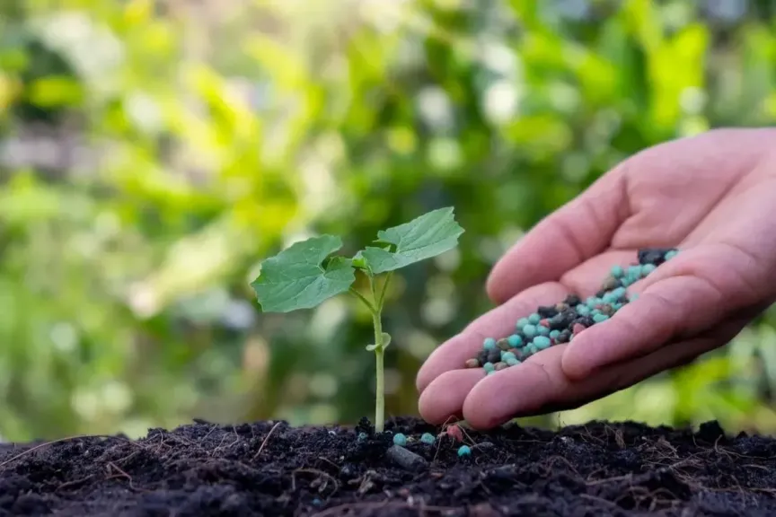 دراسة صينية: تقسيم جرعات النيتروجين يرفع إنتاجية الذرة ويحمي البيئة