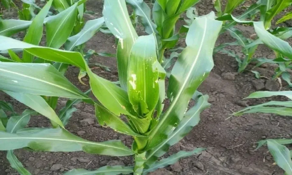 وقاية النباتات تُحدّث قائمة مبيدات مكافحة دودة الحشد الخريفية على الذرة