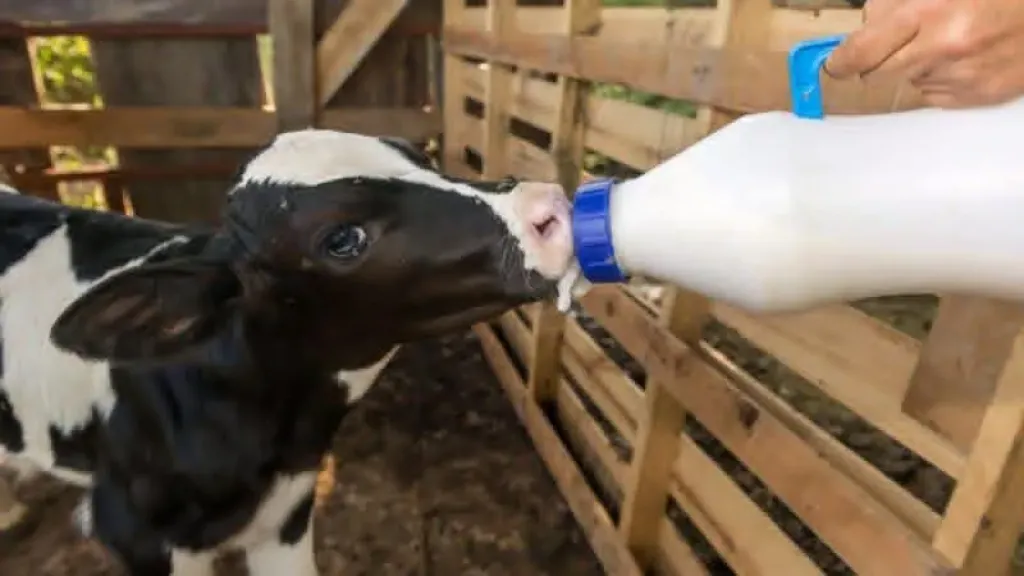 بيطري سوهاج يكشف أسرار رعاية العجول حديثة الولادة