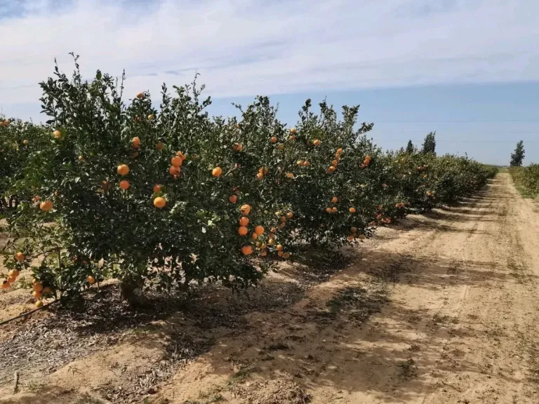 210 آلاف طن من الأغذية المصرية تغزو الأسواق العالمية في أسبوع