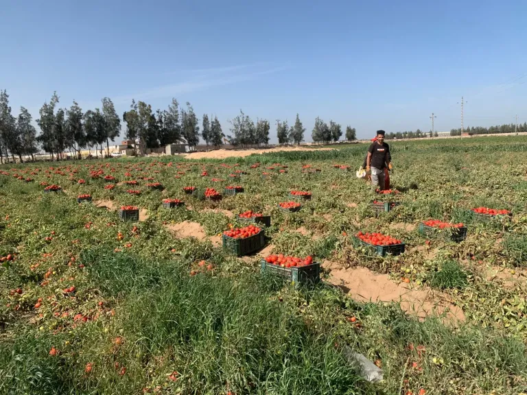 «الكلثوم» تطلق ثلاث هُجن زراعية جديدة من «إنزا زادن»