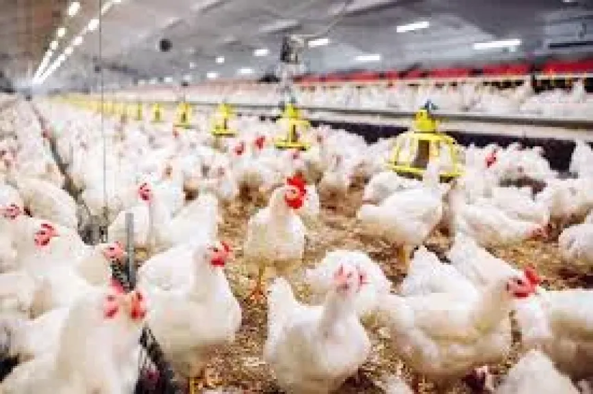 ارتفاع أسعار الفراخ في الأسواق اليوم الاثنين 2 - 2 - 2026