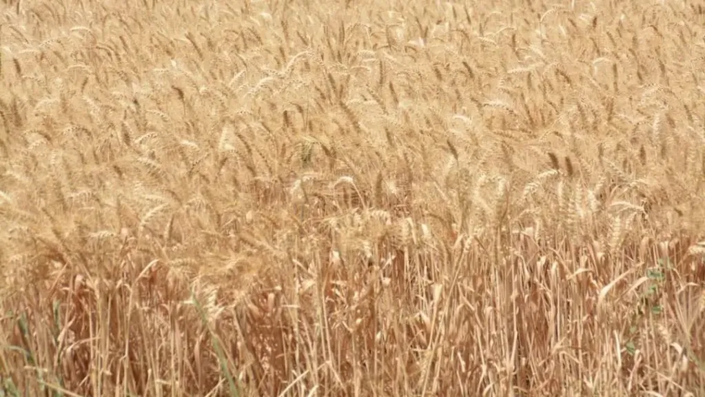 المحاصيل الحقلية تعلن خطة تاريخية لإنتاج الذهب الأصفر