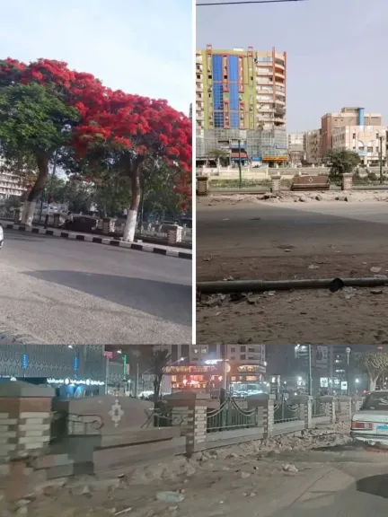 بلاغ رسمي ضد محافظ الشرقية وإدارة البساتين بتهمة ”إبادة الأشجار التاريخية”