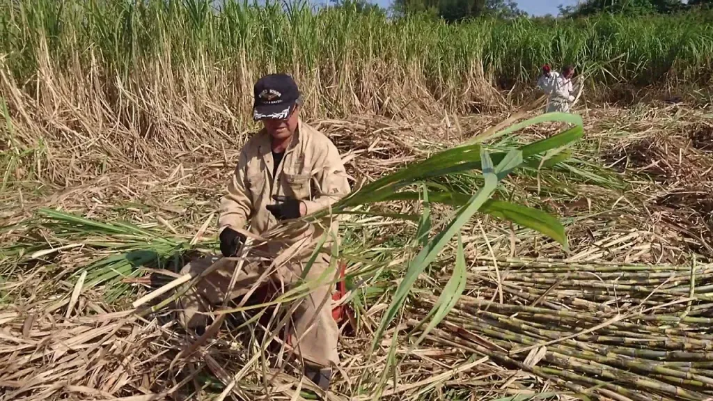 الصناعات الغذائية: استلام 1.1 مليون طن قصب وإنتاج 95 ألف طن سكر