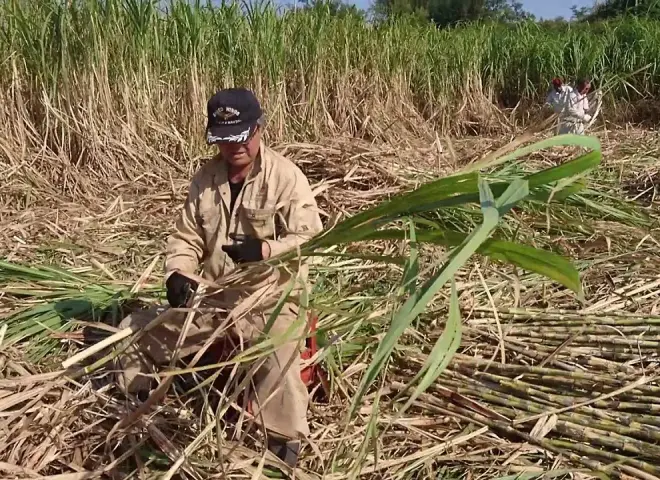 الصناعات الغذائية: استلام 1.1 مليون طن قصب وإنتاج 95 ألف طن سكر