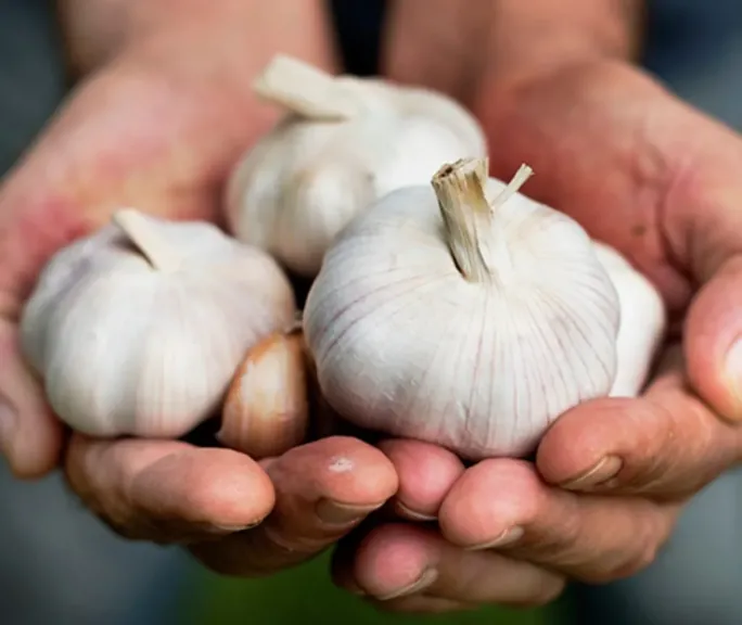 جسر جوي لنقل الثوم المصري إلى أوروبا مع انطلاق الموسم الجديد