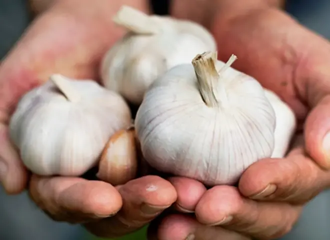 جسر جوي لنقل الثوم المصري إلى أوروبا مع انطلاق الموسم الجديد