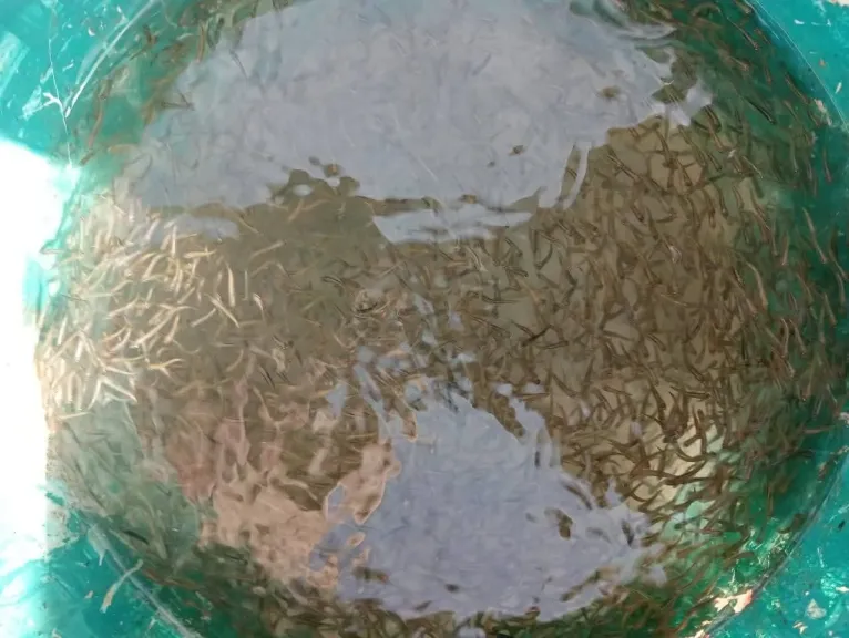 287 ألف وحدة زريعة تدعم بحيرة وادي الريان بالفيوم