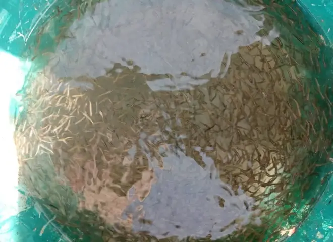 287 ألف وحدة زريعة تدعم بحيرة وادي الريان بالفيوم