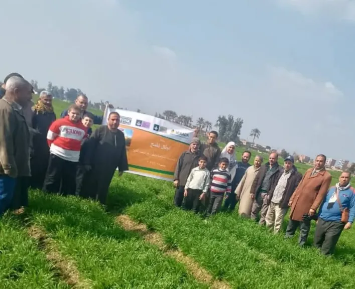 الشرقية.. حملة لحماية القمح من القوارض