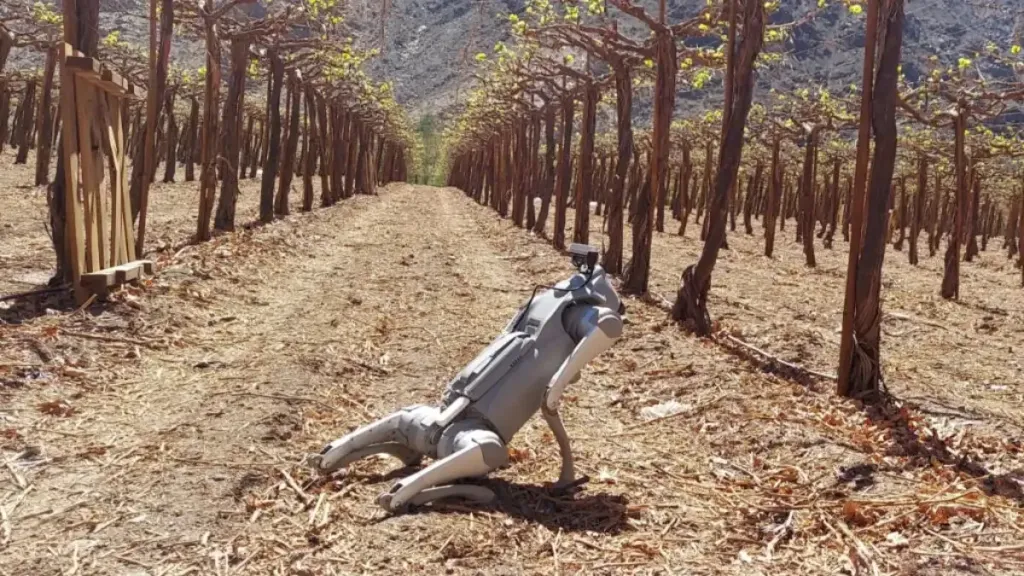 «كلب آلي» يجوب البساتين, ثورة في مراقبة المحاصيل والفرز الدقيق