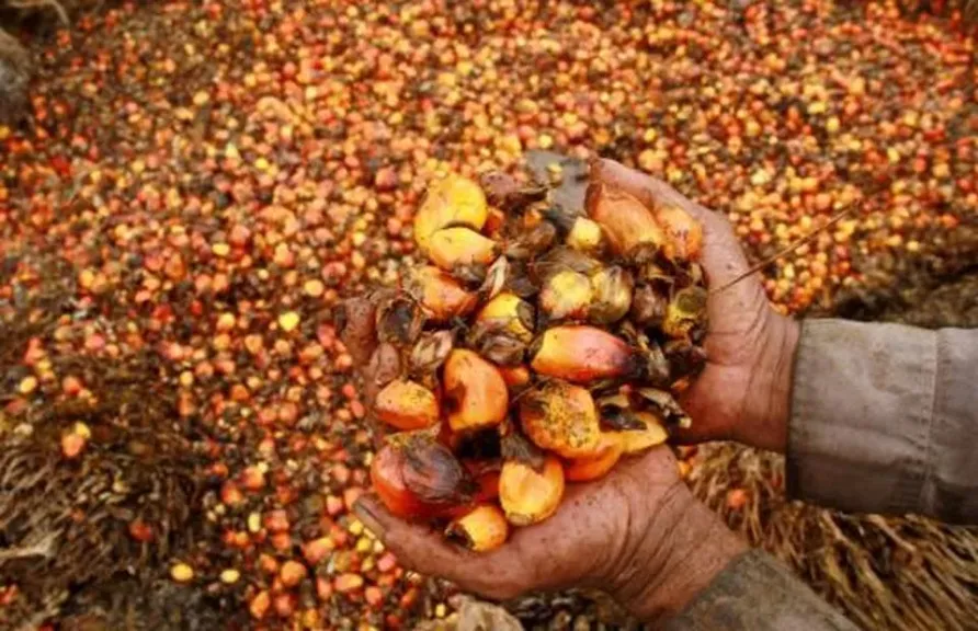 إندونيسيا تحظر تصدير مخلفات زيت النخيل لدعم ”الاكتفاء الذاتي” من الطاقة