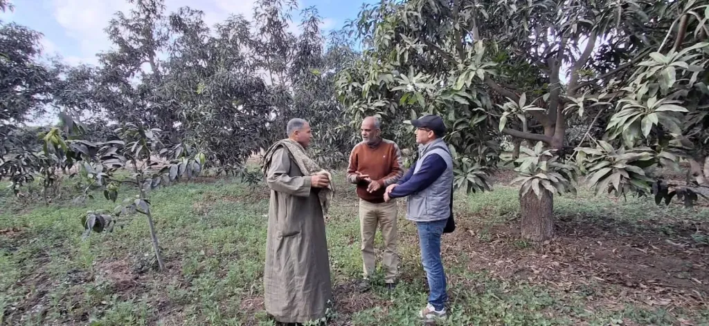 زراعة الإسماعيلية تكثف جولاتها الميدانية لمكافحة العفن الهبابي