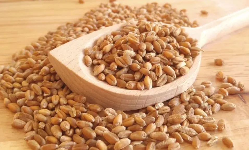 مصر تستغل تقارب الأسعار وتقتنص شحنات من القمح الأوكراني والفرنسي