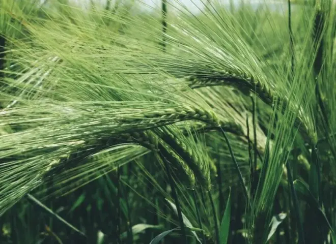 تحذير عاجل من استخدام كلودينافوب بوربارجيل على محصول الشعير